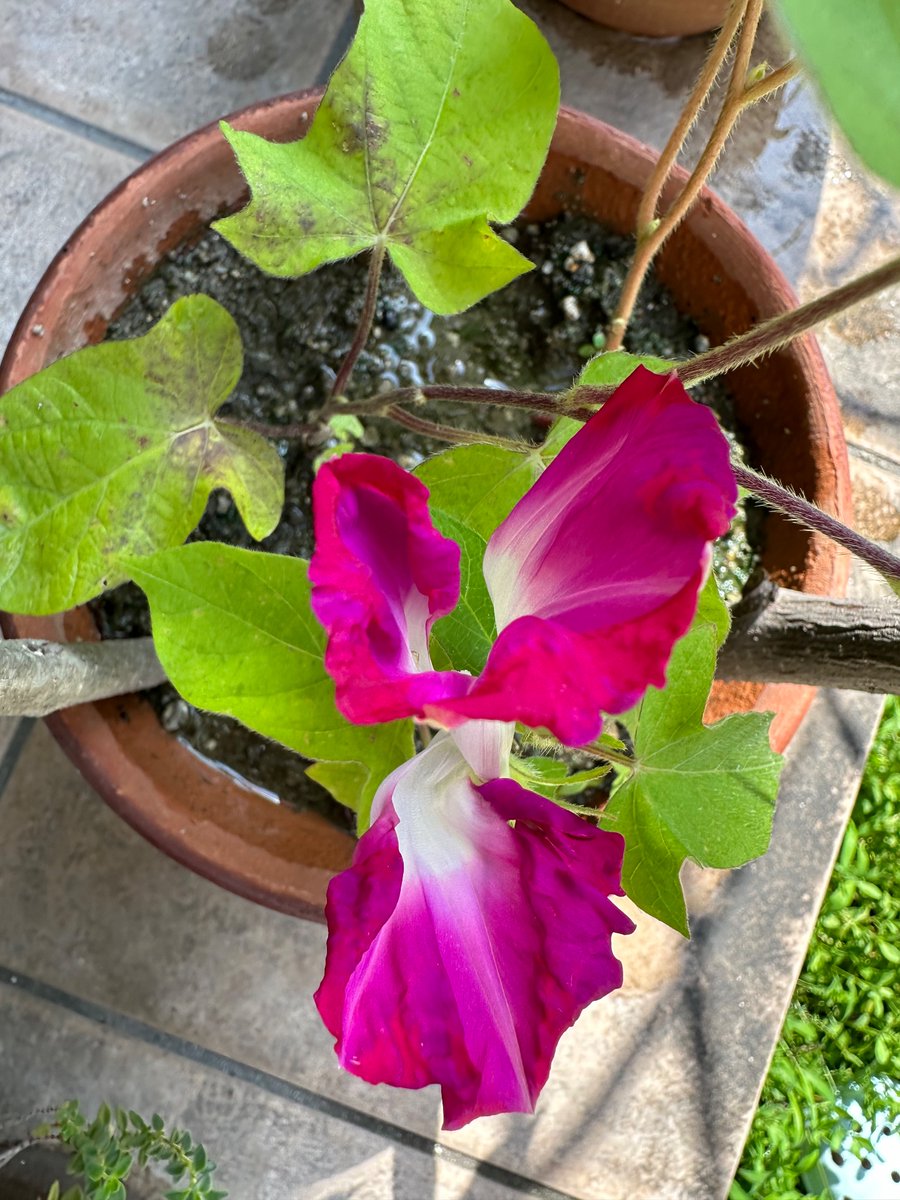 HitosekiMarue's tweet photo. 娘が育てているアサガオの花が、なんか変です。
1つの蕾が開花して、こうなりました。
見れば見るほど、不思議な形…

#アサガオ
#変な花
#新種
#庭の花 https://t.co/Dnt3dKBafA