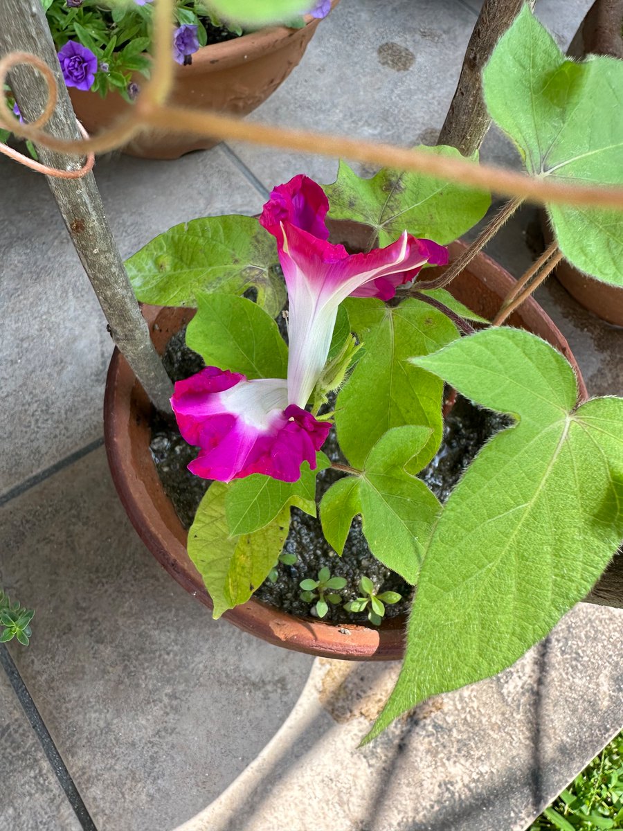 HitosekiMarue's tweet photo. 娘が育てているアサガオの花が、なんか変です。
1つの蕾が開花して、こうなりました。
見れば見るほど、不思議な形…

#アサガオ
#変な花
#新種
#庭の花 https://t.co/Dnt3dKBafA