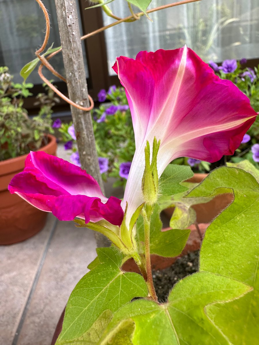 HitosekiMarue's tweet photo. 娘が育てているアサガオの花が、なんか変です。
1つの蕾が開花して、こうなりました。
見れば見るほど、不思議な形…

#アサガオ
#変な花
#新種
#庭の花 https://t.co/Dnt3dKBafA