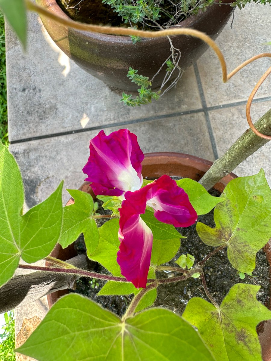 HitosekiMarue's tweet photo. 娘が育てているアサガオの花が、なんか変です。
1つの蕾が開花して、こうなりました。
見れば見るほど、不思議な形…

#アサガオ
#変な花
#新種
#庭の花 https://t.co/Dnt3dKBafA