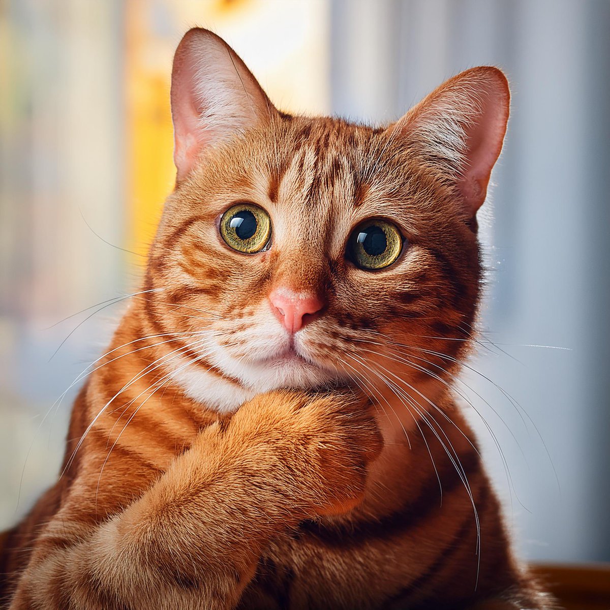 ungatofilosofo's tweet photo. El asombro es el sentimiento del filósofo, y la filosofía comienza con el asombro.
Platón 🐈📚
#FrasesFilosoficas
#Platon https://t.co/TItbnzE4sY