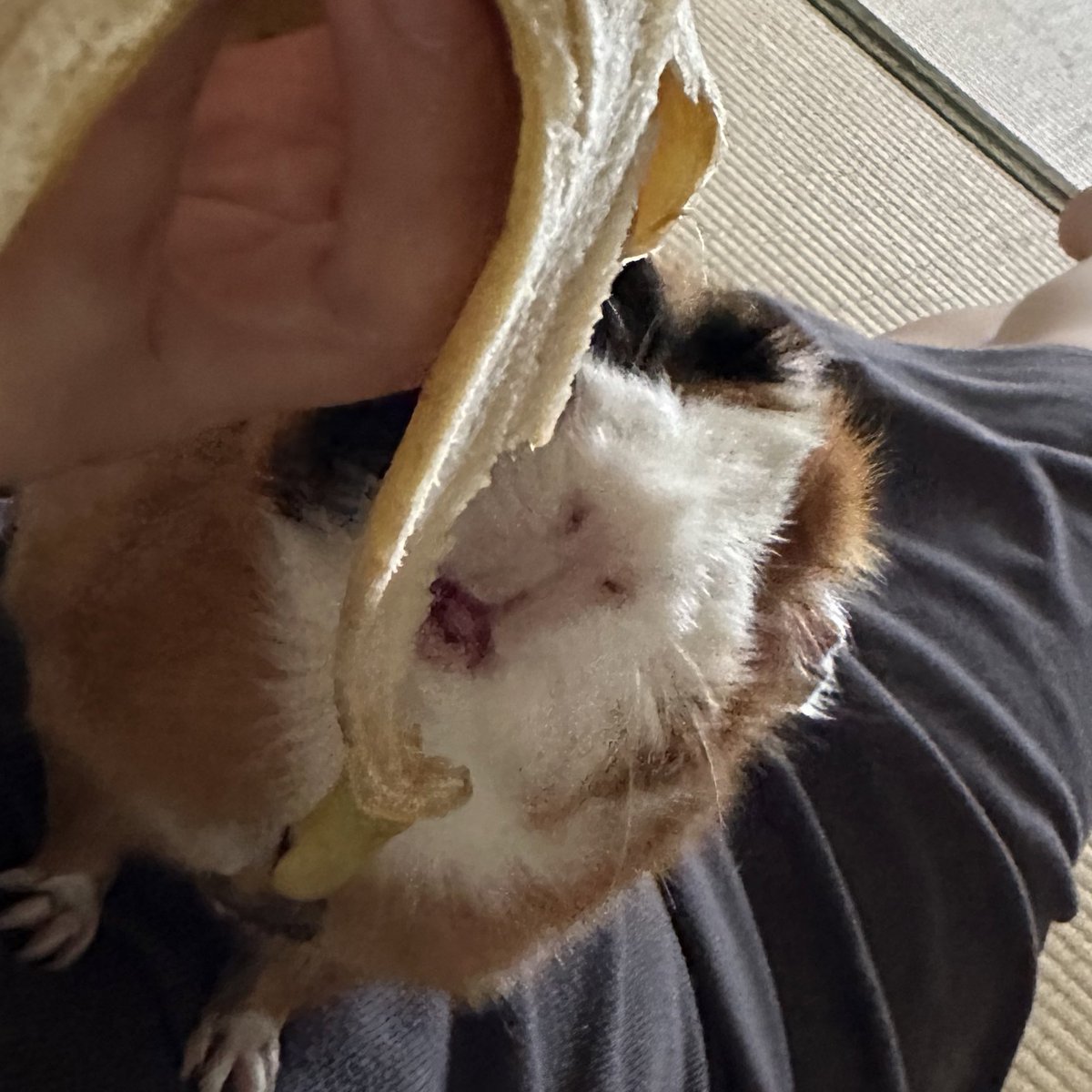 potemoru's tweet image. 一緒にバナナ食べたゆ🍌𓏸𓈒

飼い主は具
お嬢は皮