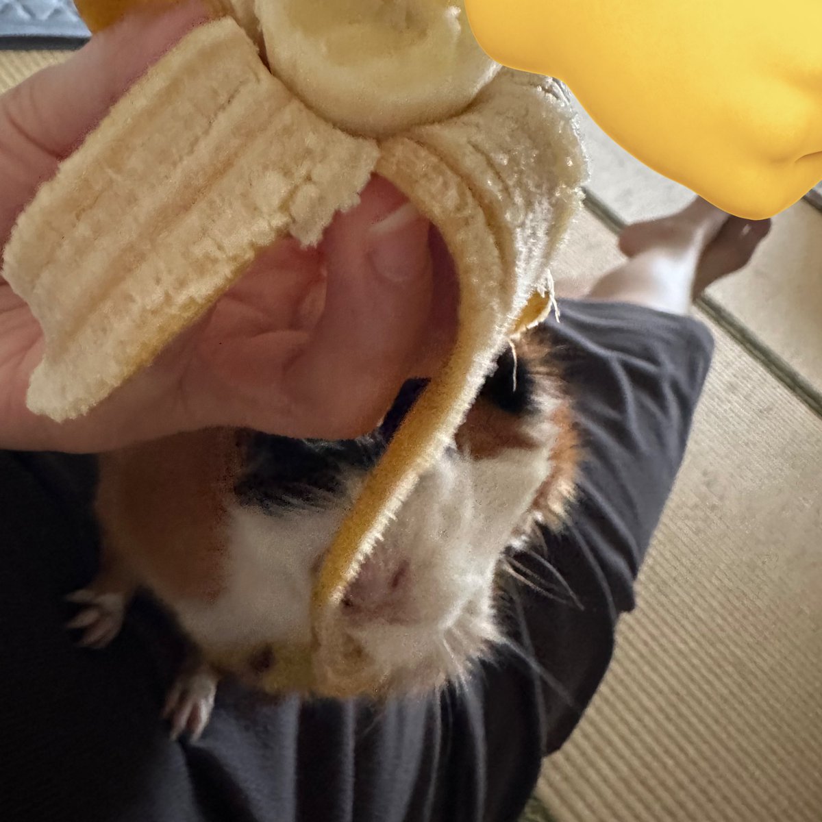 potemoru's tweet image. 一緒にバナナ食べたゆ🍌𓏸𓈒

飼い主は具
お嬢は皮