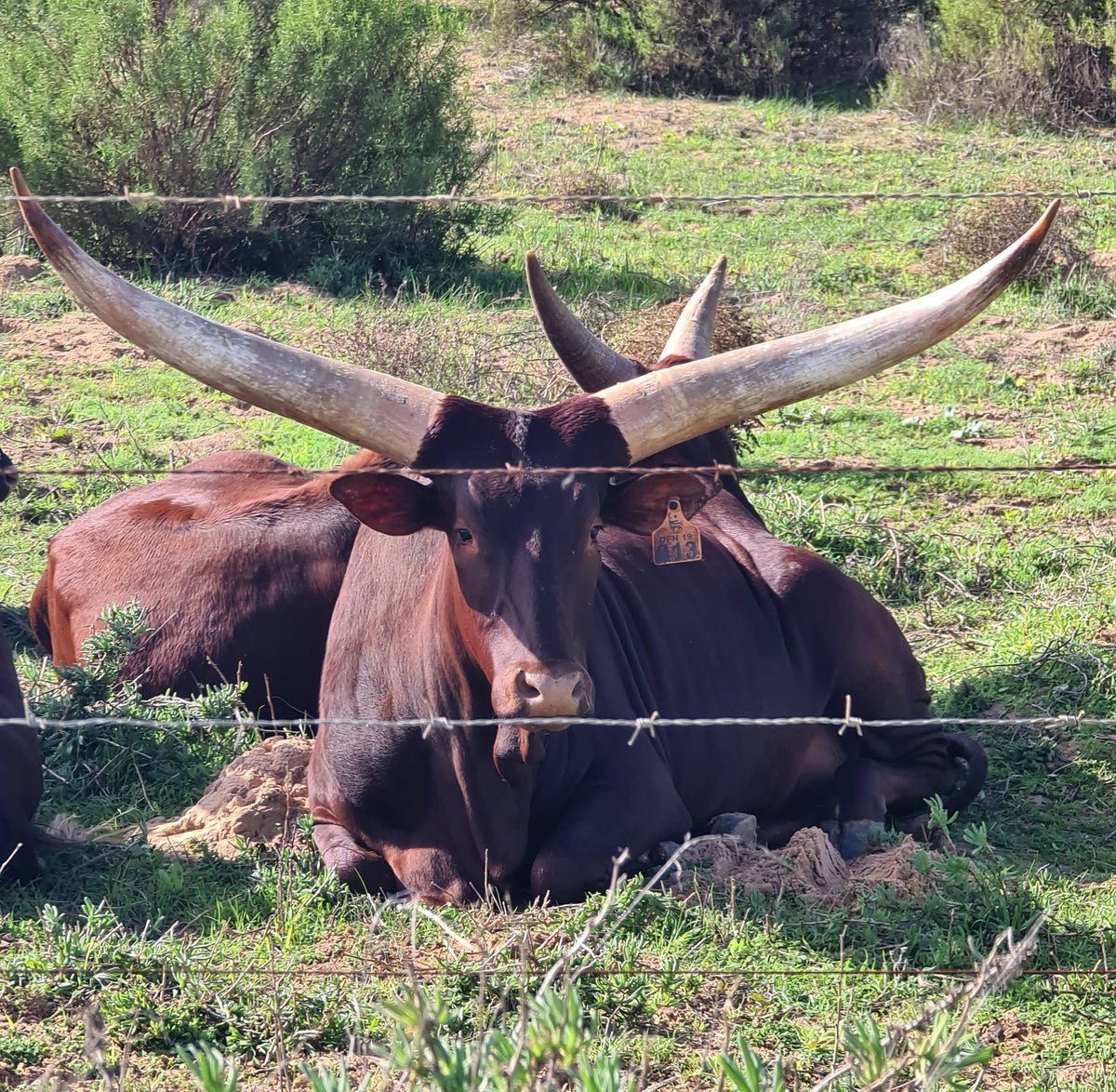 We are not in Texas #365CapeTown #365life #lovecapetown