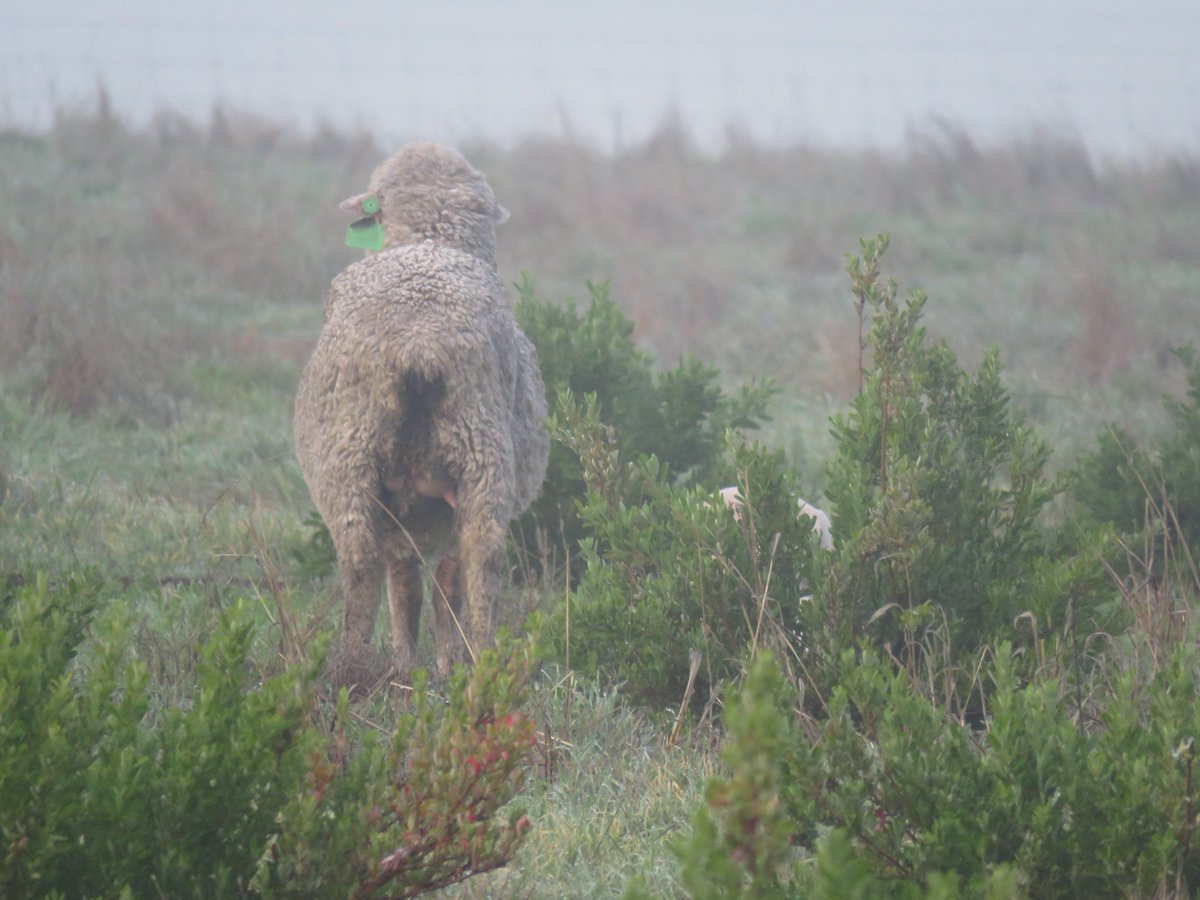 Playing spot the sheep/lamb in the morning fog 🤔😅📷
#animalscientist <a href="/MurdochUni/">Murdoch University</a> <a href="/IOA_UWA/">The UWA Institute of Agriculture</a>