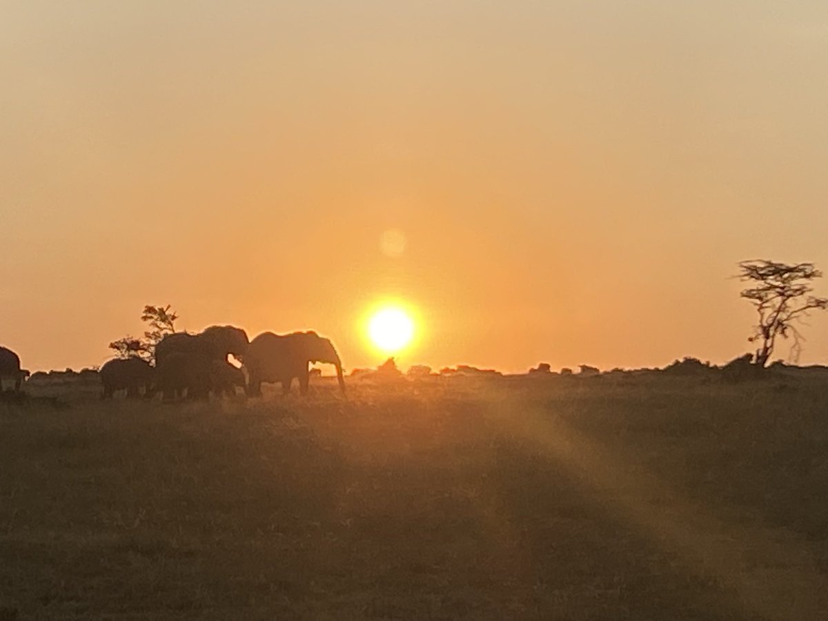 Good morning from Masai Mara!!