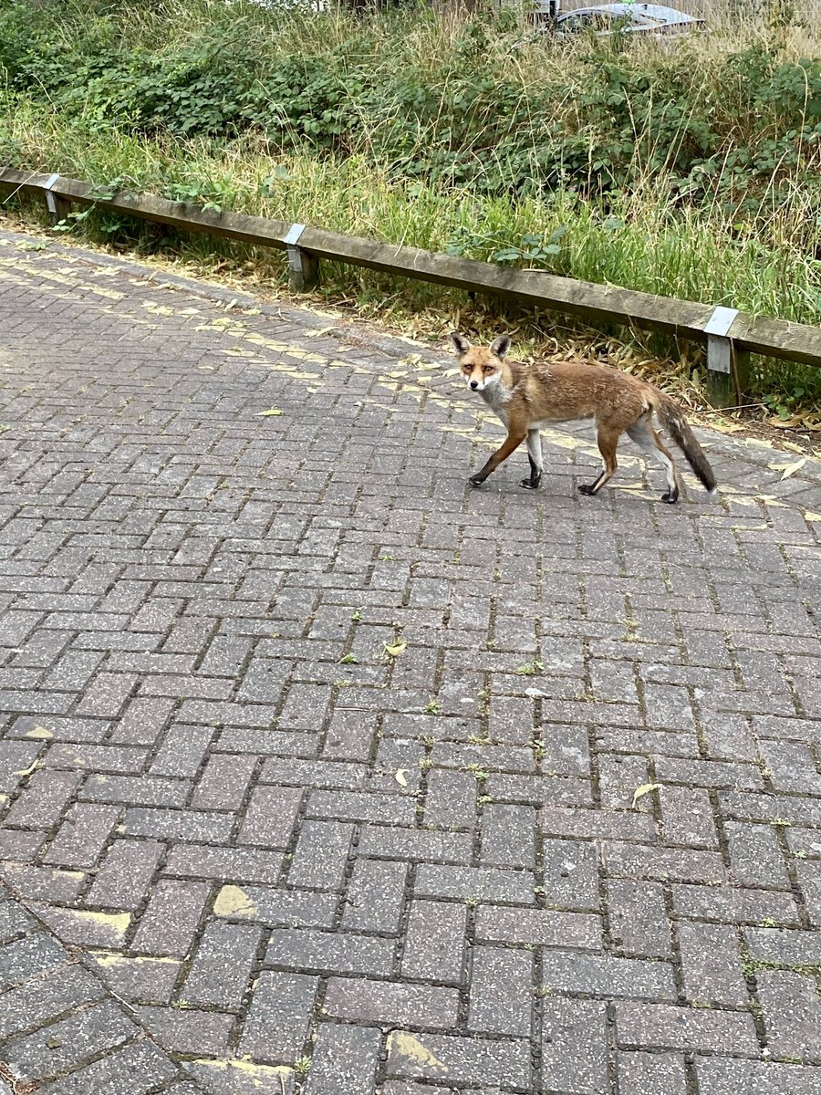 My early morning commuting buddy! He trotted along just in front of me for a bit but sadly didn’t come all the way to the train #FoxOfTheDay