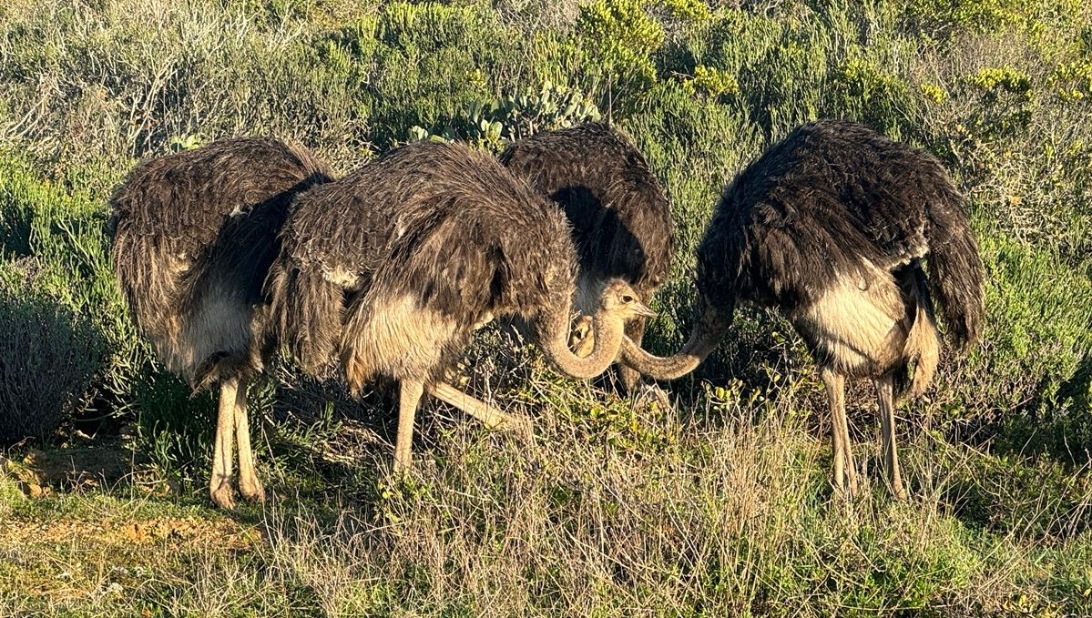 SpringfonteinE's tweet image. 🌸 Discover the unique features of Springfontein Estate, like our stunning black rocks and the majestic ostrich. Did you know ostriches use their long necks to reach food high and low? Learn more in our blog post. 🕊️ Link to blog: l8r.it/iaFZ
 
#Ostrich #Wildlife