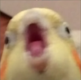 OvogPanda's tweet photo. #lingopresale
@lingocoins

$LINGO #lingoislands #btc📷📷📷 #eth #doge #token #meme #memefi #tapswap #hamster #airdrop #etherium #elunmusk https://t.co/CayfcmkGFa