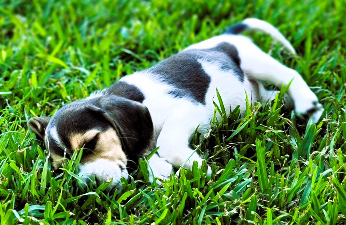 TechTim2000's tweet photo. Zelda touched grass for the first time today! ๐พ๐ฟ She was so curious and excited, it was the cutest thing ever. Can't wait for more outdoor adventures with her! Stay tuned for more puppy updates. ๐ถ๐ #FirstTimeOutside #PuppyLove #NewAdventures #gaymer #streamer https://t.co/XsBHhI53Rk