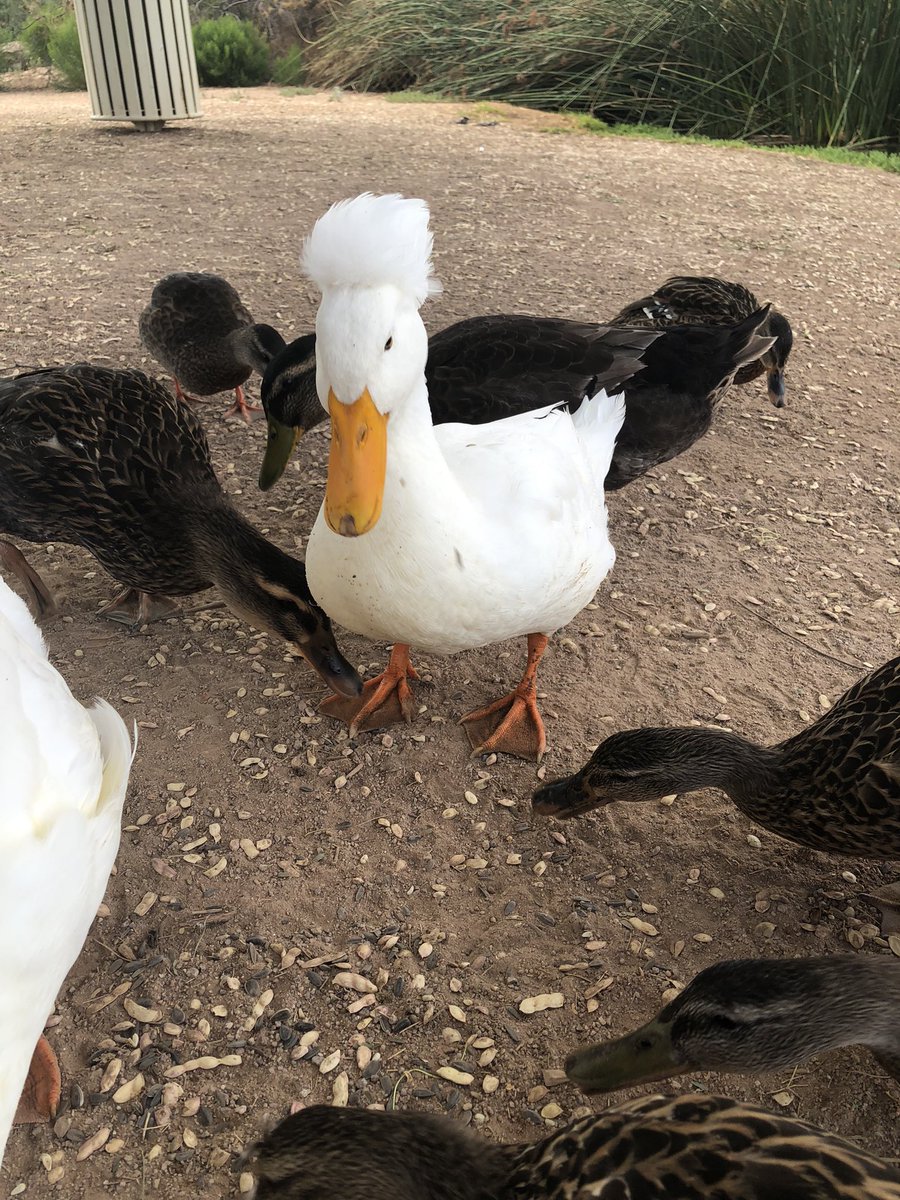 このモヒカンアヒル、カンムリアヒル👑っていう、頭に毛の生えた立派な