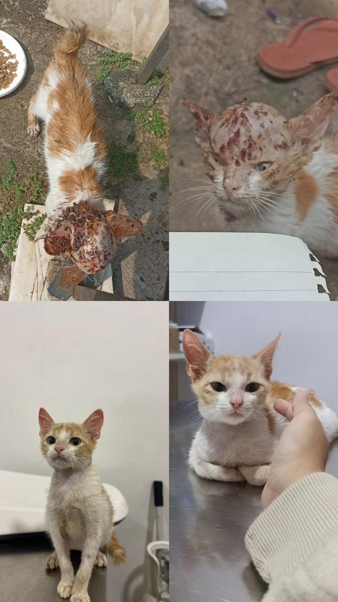 kanaxchanv's tweet image. Gue kan rescue kucing yg keadaannya kyk dipict atas (skrng udah much better) 

Dan gue baru tau kronologi asli kenapa dia keadaan dia kyk gtu, selama ini taunya krn luka trs infeksi, TERNYATA dia disiram pakai air panas sama tetangga gue dan kepalanya dipukul. JAHAT BANGET ANJ 😭