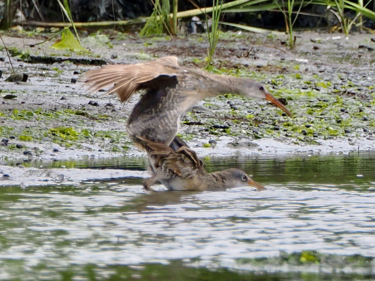 koolshark2's tweet photo. #clapperrail: Mating sequence. A highlight of Saturday’s outing (other than the brown pelicans lifer) is spending up to an hour (!) watching a pair of these secretive rails frolicking out in the open at Plumb Beach. #birding https://t.co/SUxvJyz6yw