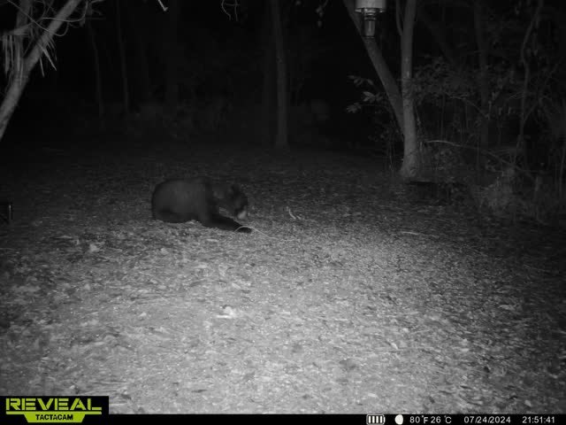 KBOnTheRadio's tweet image. We’ve had a moccasin and a bear in our yard in the last week. Moving out to the country has been full of surprises 😂