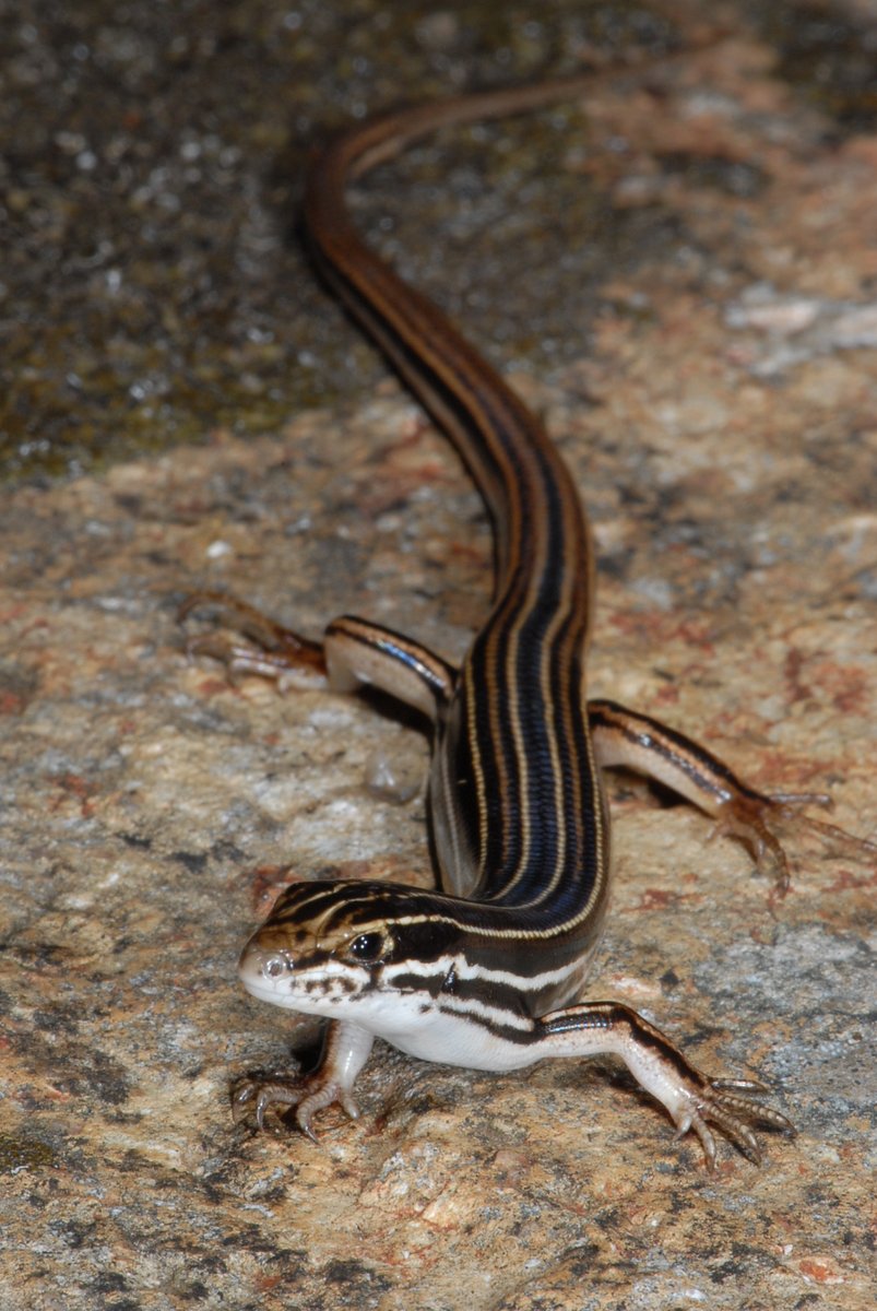 therealsnakeman's tweet photo. Ctenotus sonnemannorum Hoser, 2024
#Ctenotussonnemannorum
#Hoser
#newtoscience
#newspecies https://t.co/EGCn5ZLogg