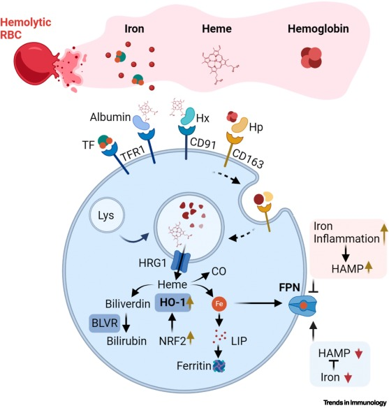 REVIEW <a href="/TrendsImmuno/">Trends in Immunology</a> <a href="/schirmerlab/">Lucas Schirmer</a>
Iron scavenging and myeloid cell polarization
doi.org/10.1016/j.it.2…