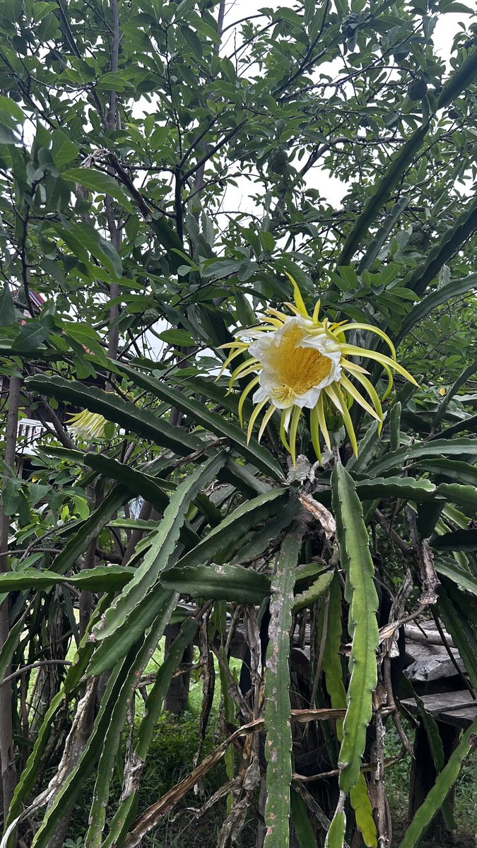 TakanaMiyamoto's tweet photo. Dragonfruit の花

#cambidia https://t.co/J3itOXlw0z