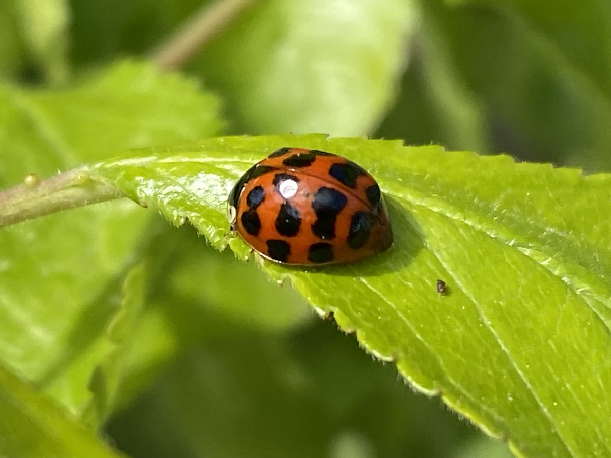 SattvaPublish's tweet image. It is our responsibility toward others to ensure
that the world we pass on is as healthy,
if not healthier, than we found it.
#quote @DalaiLama 

🫶🍀🐞🌿🫶🐞🕸️🌿🕊️🐞🫶
#InsectThursday #NatureBeauty #compassion 
#JoyTrain #kindness #WeAreOne #Earth #LUTL
#LightUpTheLove #Harmony
