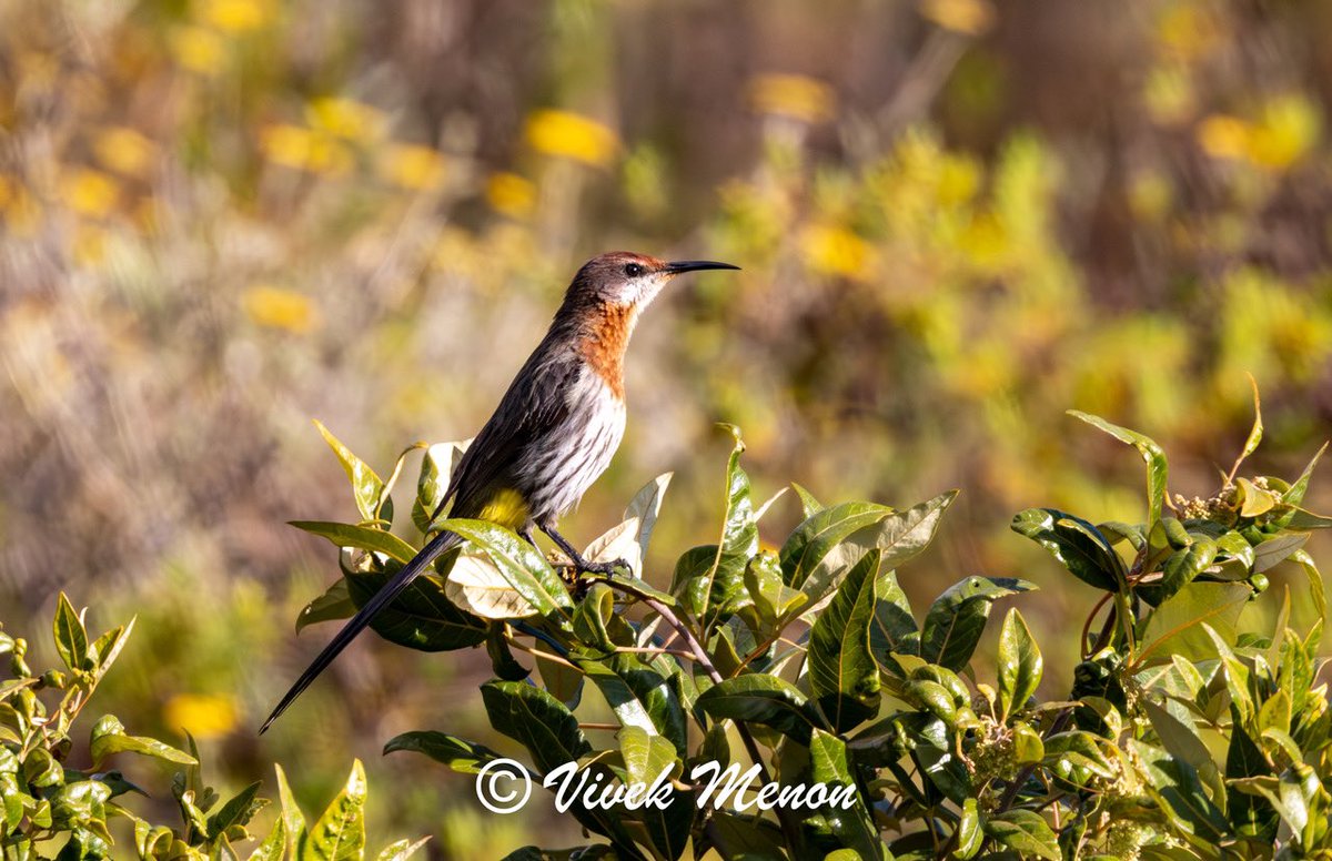 vivek4wild's tweet image. The Gurney’s sugarbird is one of two species in its family, a massive sunbird-like beauty. Its russet front &amp;amp; striped pants distinguish it from its paler Cape cousin. The glorious Pin-cushion Proteas it frequents is,like it, a southern African #endemic @IndiAves