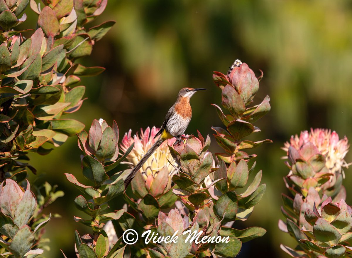 vivek4wild's tweet image. The Gurney’s sugarbird is one of two species in its family, a massive sunbird-like beauty. Its russet front &amp;amp; striped pants distinguish it from its paler Cape cousin. The glorious Pin-cushion Proteas it frequents is,like it, a southern African #endemic @IndiAves