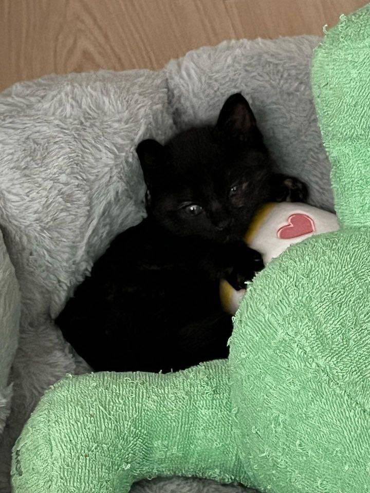 stan9_kep1er's tweet photo. Happy 1st Birthday, Aquaaa! 🐱💛
#AQUADAY #아쿠아DAY https://t.co/gLIL2NuNaq