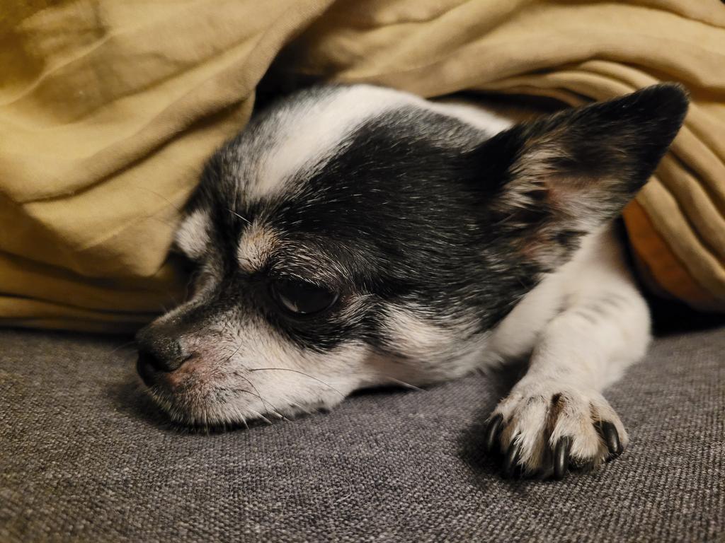 Guten Morgen, ihr Lieben. 🧡 

Immer so früh. Nun ja. Habt einen schönen #Schwiegerfreitag. 
🐶🍀☀️😊