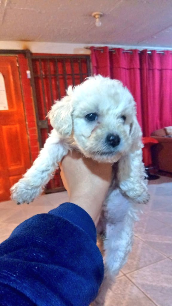 Tengo estas tres hermosas criaturas en adopción seran tamaño podle madre y padre podle
Adoptame porfavor tenemos 1 mes y medio, aun no tenemos vacunas.