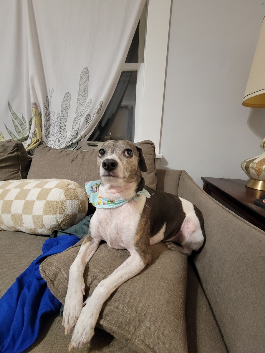 Mouserat_fan2's tweet image. 