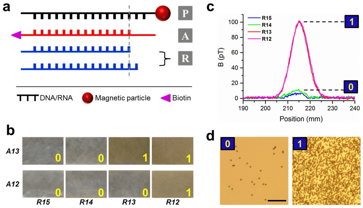 Sensors_MDPI's tweet image. Force-Induced Visualization of Nucleic Acid Functions with Single-Nucleotide Resolution
mdpi.com/1424-8220/23/1…
#nucleicacid #drugscreening #ribosometranslocation #biologicalsensing #mechanicalforce