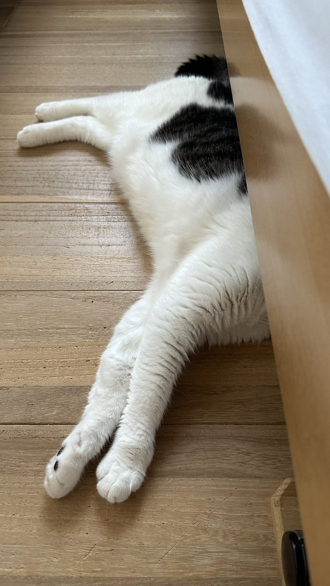 ⭐︎にゃこ⭐︎ トコロコムギ シール 星空のピカピカにゃんこ / 猫 ネコ 流れ星