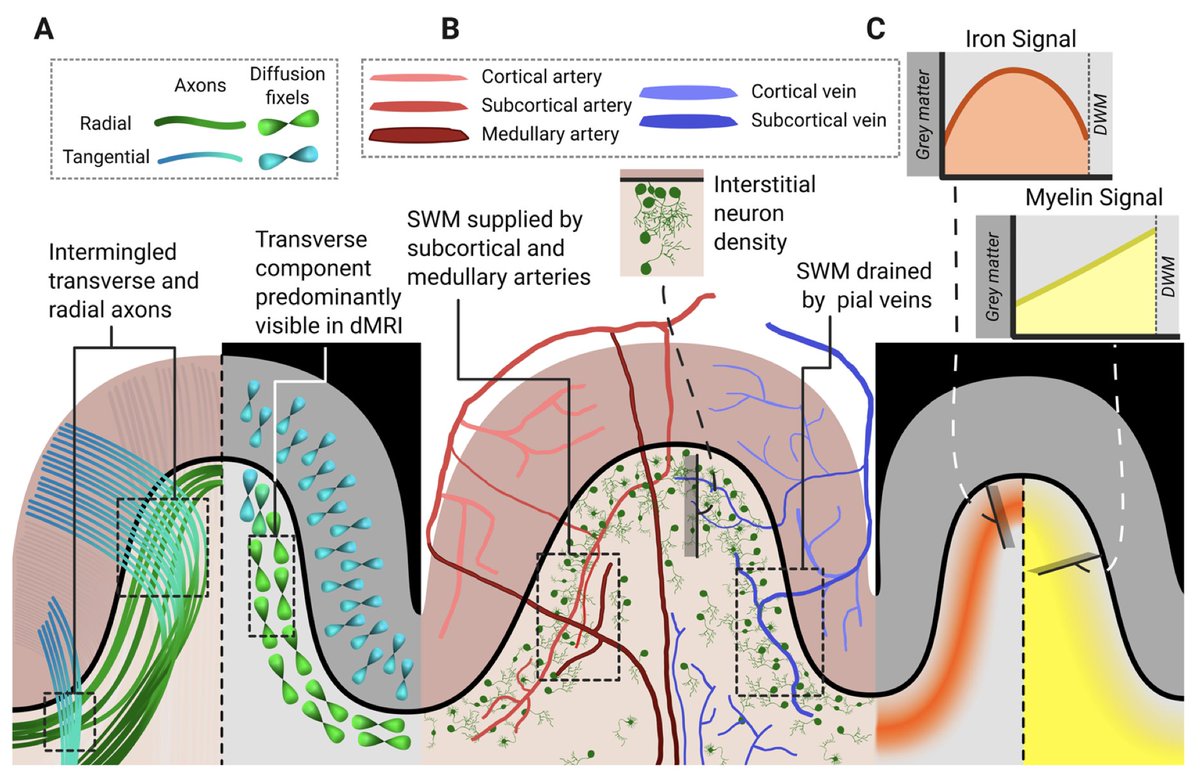 Imaging Neuroscience tweet media