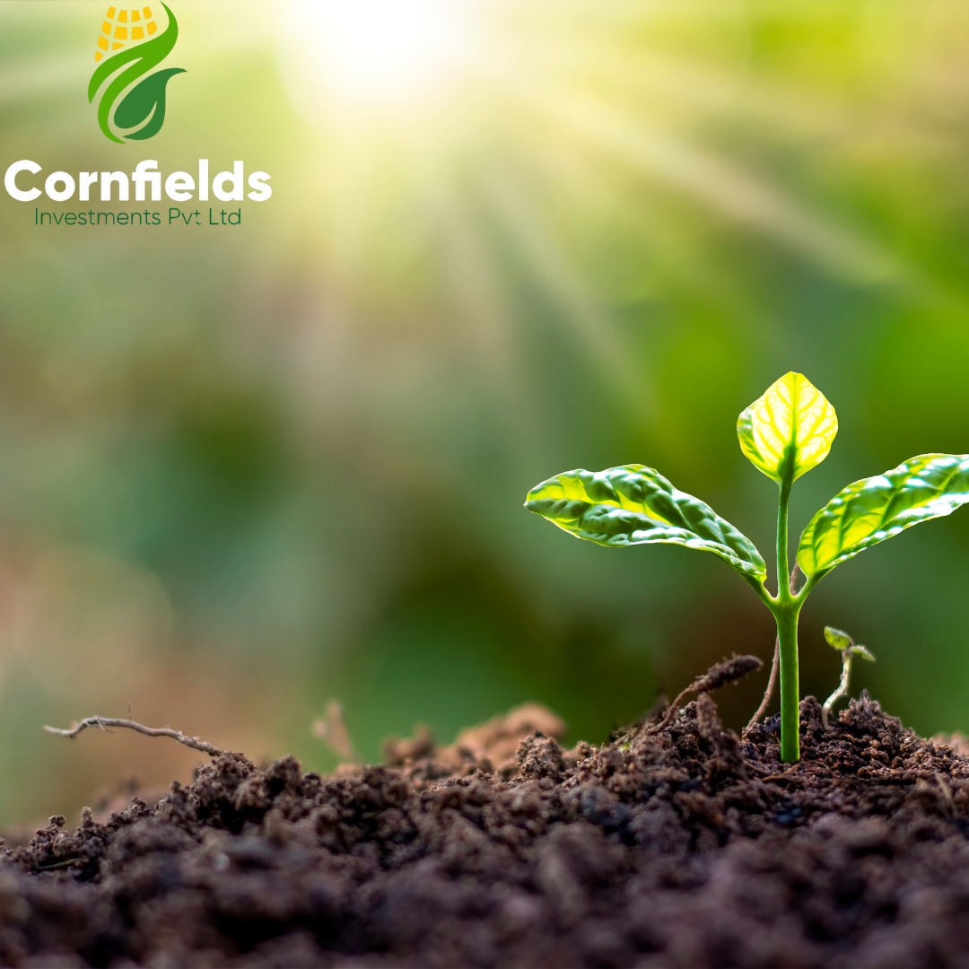 CornfieldsInv's tweet photo. Thursday Tips

1. Feed tobacco plants with a balanced fertilizer at least once a month.

2. Regularly inspect plants for signs of pests (e.g., aphids, hornworms) or diseases
#Cornfields #womeninagriculture #tobaccofarming https://t.co/ywEL9InIdb
