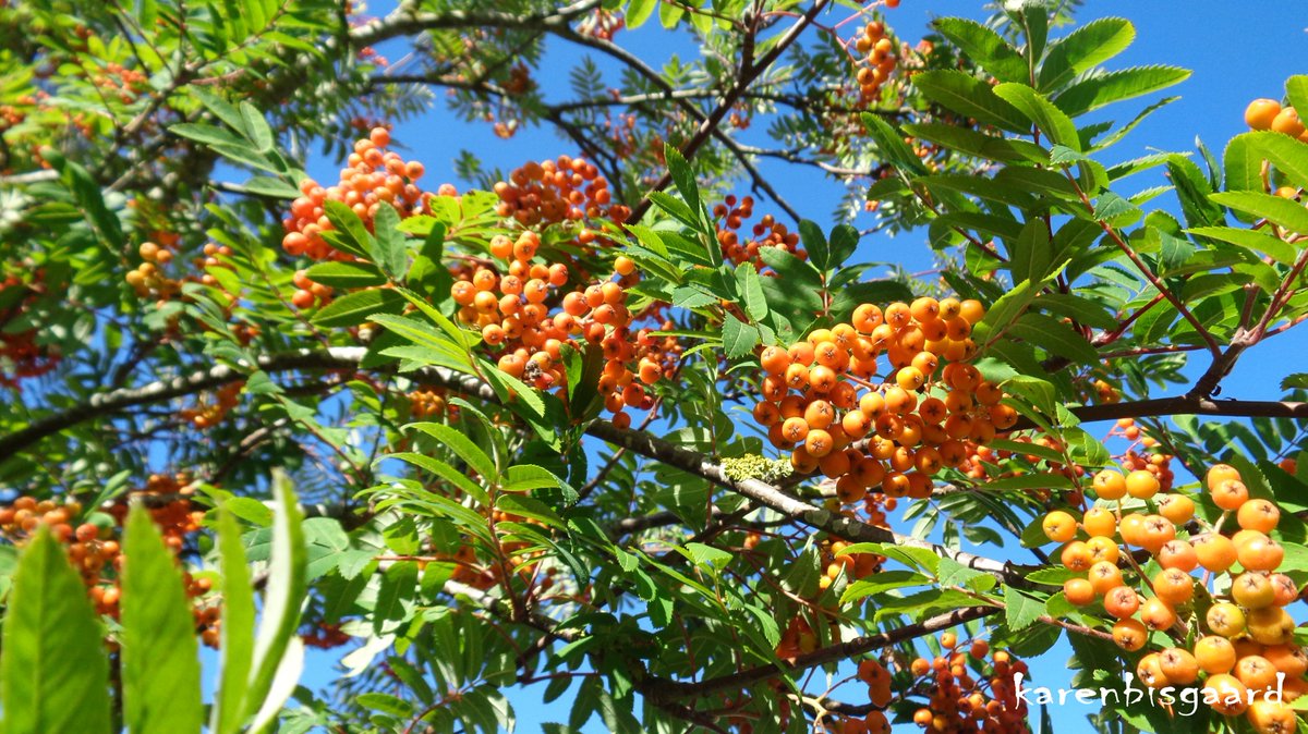 KarenBisgaard1's tweet photo. https://t.co/IjLIe0kSdt
#rowantree #rowanberries https://t.co/QSVQco2enX
