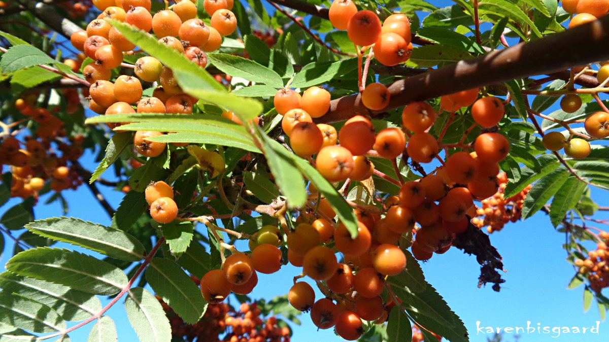 KarenBisgaard1's tweet photo. https://t.co/IjLIe0kSdt
#rowantree #rowanberries https://t.co/QSVQco2enX