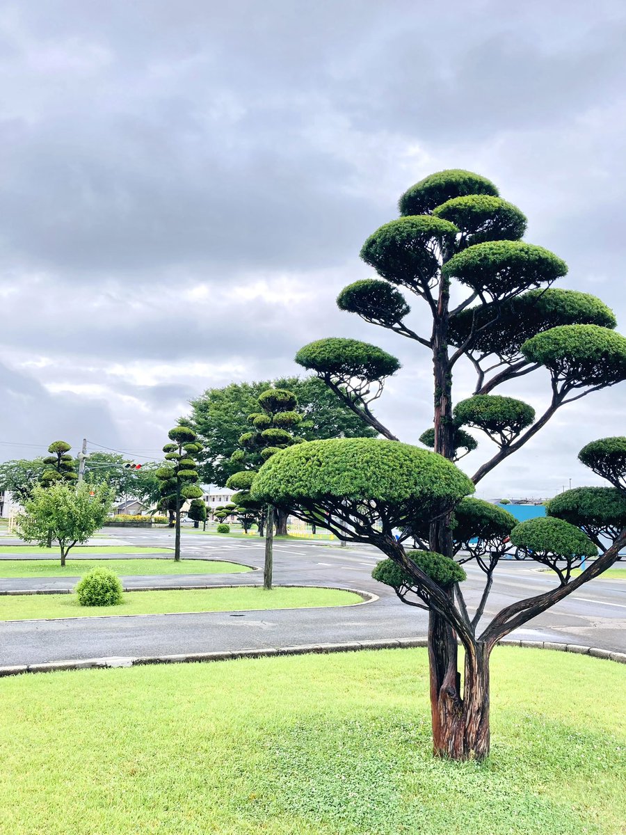 chuo625's tweet photo. やっぱりうちのコースは綺麗だなぁ https://t.co/3qB9ae0GCg