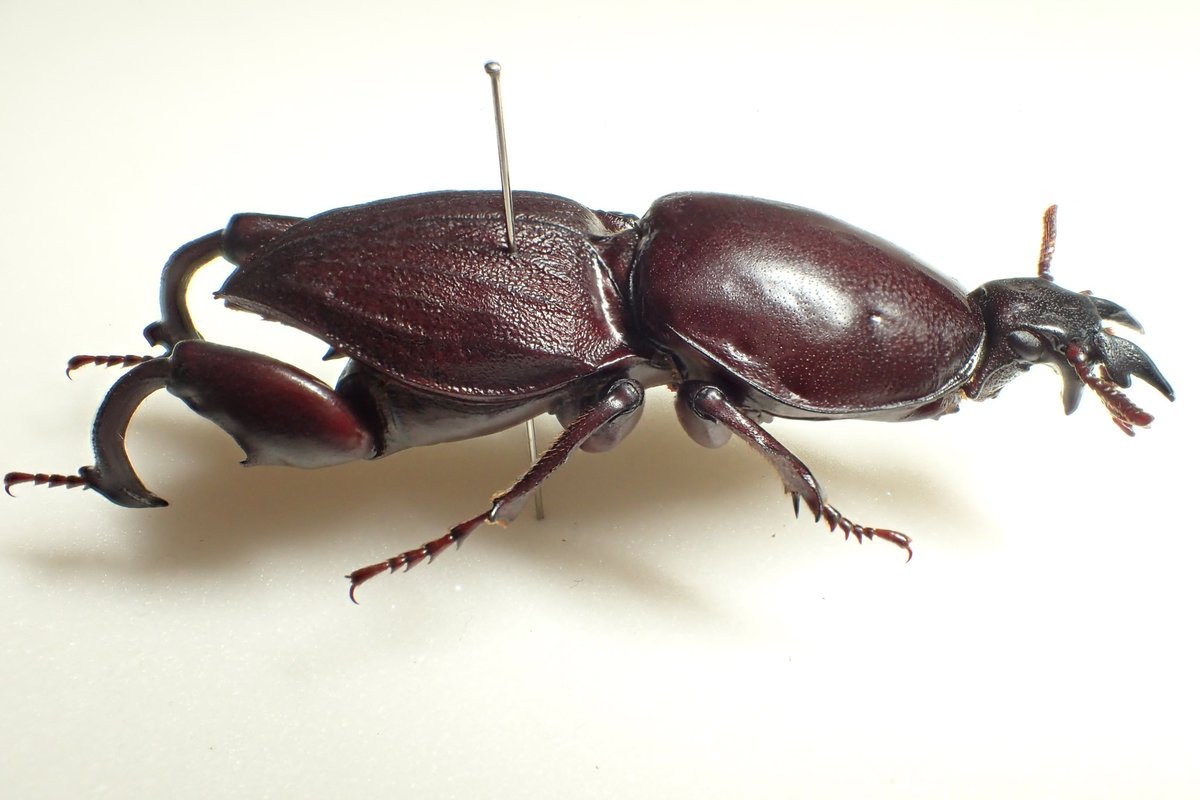 ケラモドキカミキリはオスは歩き回るので比較的見られるのだけど、メス