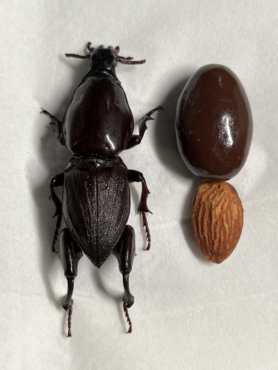 ケラモドキカミキリはオスは歩き回るので比較的見られるのだけど、メス