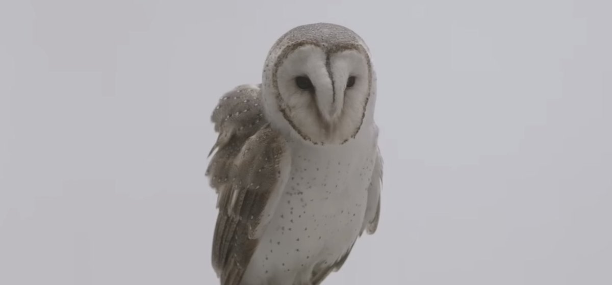 PopCrave's tweet image. 10 years ago today, Troye Sivan released “Happy Little Pill.”