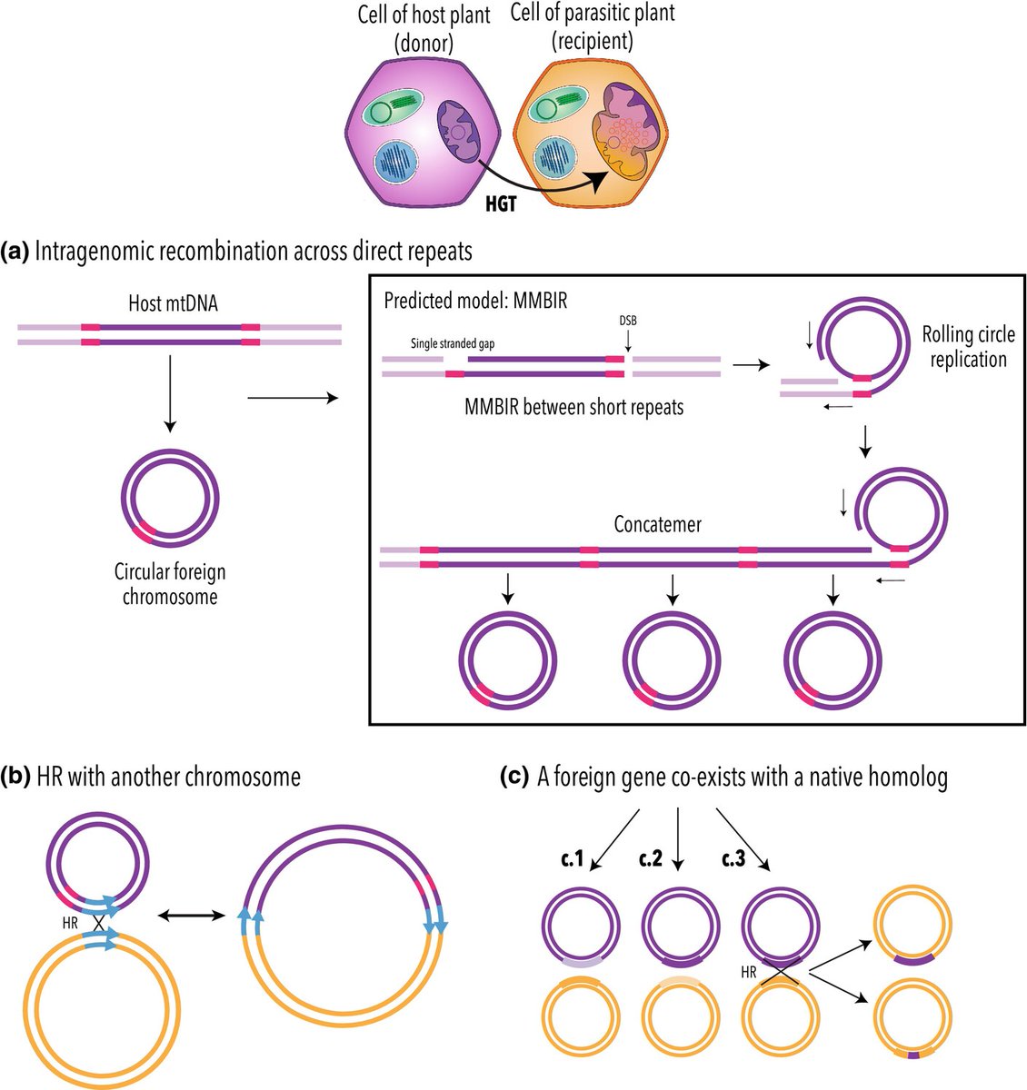 New Phytologist (@newphyt) on Twitter photo Circle-mediated mitochondrial HGT
M. Emilia Roulet et al. <a href="/EmiliaRoulet/">Maria Emilia Roulet</a> <a href="/FedericoCeriot1/">Federico Ceriotti</a> <a href="/LeonardoGatic11/">Leonardo Gatica</a> <a href="/mvspmvsp/">María Virginia Sanchez Puerta</a>
📖 ow.ly/7r5m50SIS5x Circle-mediated mitochondrial HGT
M. Emilia Roulet et al. <a href="/EmiliaRoulet/">Maria Emilia Roulet</a> <a href="/FedericoCeriot1/">Federico Ceriotti</a> <a href="/LeonardoGatic11/">Leonardo Gatica</a> <a href="/mvspmvsp/">María Virginia Sanchez Puerta</a>
📖 ow.ly/7r5m50SIS5x