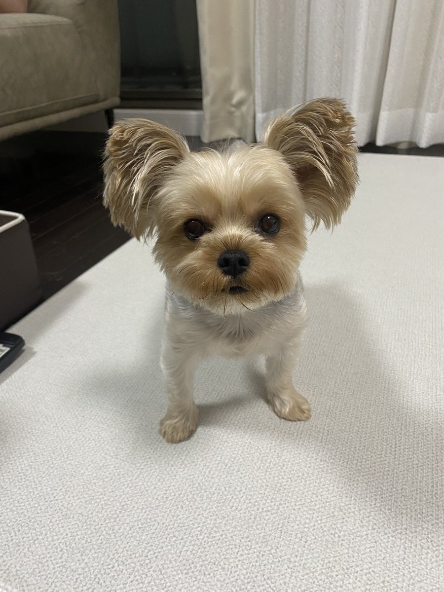 ポッポ※自己紹介お読みください様おまとめ ポッポ※自己紹介お読みください様おまとめ ポッポ※自己紹介お読み