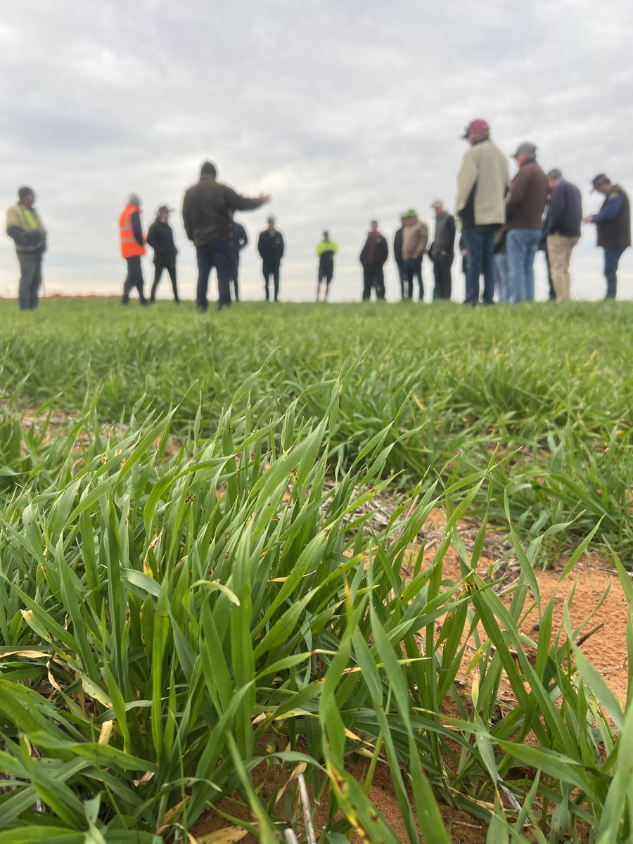 MsfMallee's tweet photo. Yesterday we welcomed @gentry_jayne @DAFQld &amp; a group of progressive farmers on #GRDCStudyTour from Brigalow &amp; Western Downs showing them the Amiloration of sandy soils in ❄️ wind at #Lowbank then warming up around 🔥before heading to #Millewa, Vic.👏G8 to meet u all safe travels https://t.co/YY0nlHM69C