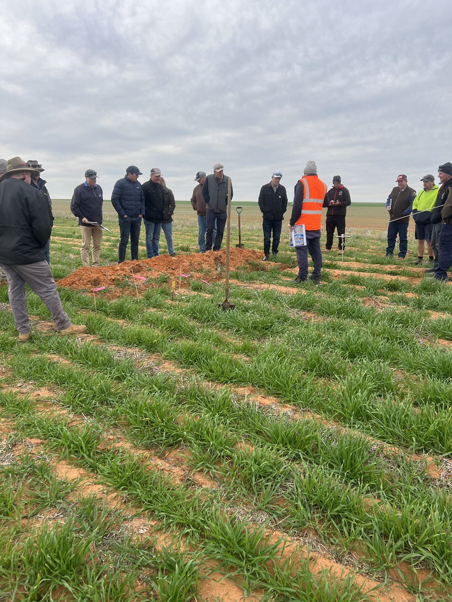 MsfMallee's tweet photo. Yesterday we welcomed @gentry_jayne @DAFQld &amp; a group of progressive farmers on #GRDCStudyTour from Brigalow &amp; Western Downs showing them the Amiloration of sandy soils in ❄️ wind at #Lowbank then warming up around 🔥before heading to #Millewa, Vic.👏G8 to meet u all safe travels https://t.co/YY0nlHM69C