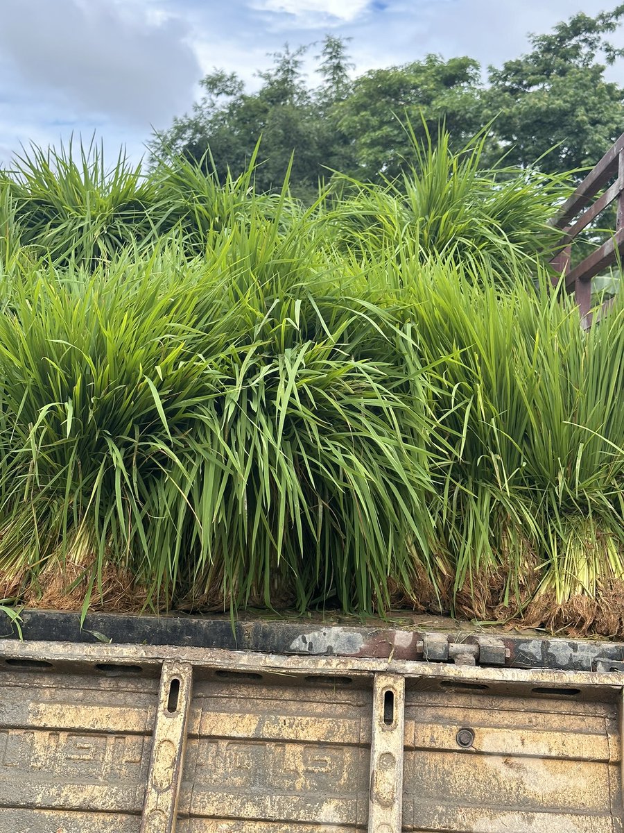 Mrinal_MLA's tweet photo. #PostFlood
Flood affected farmers are facing acute problems for paddy saplings as they could not grow it due to flooding of their land.Trying to solve their problem by collecting excess saplings in other parts and distributing it amongst the needy .
#agriculture
#cultivators https://t.co/xF7jQFRqH4