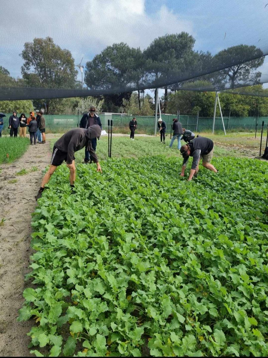 The rain didn't stop us today! First, look at our Canola trial for Semester 2, which started off with emergence counts and growth stage recording while planning our fertilizer applications. Looking forward to putting traditional fertilizer practices up against biological nitrogen