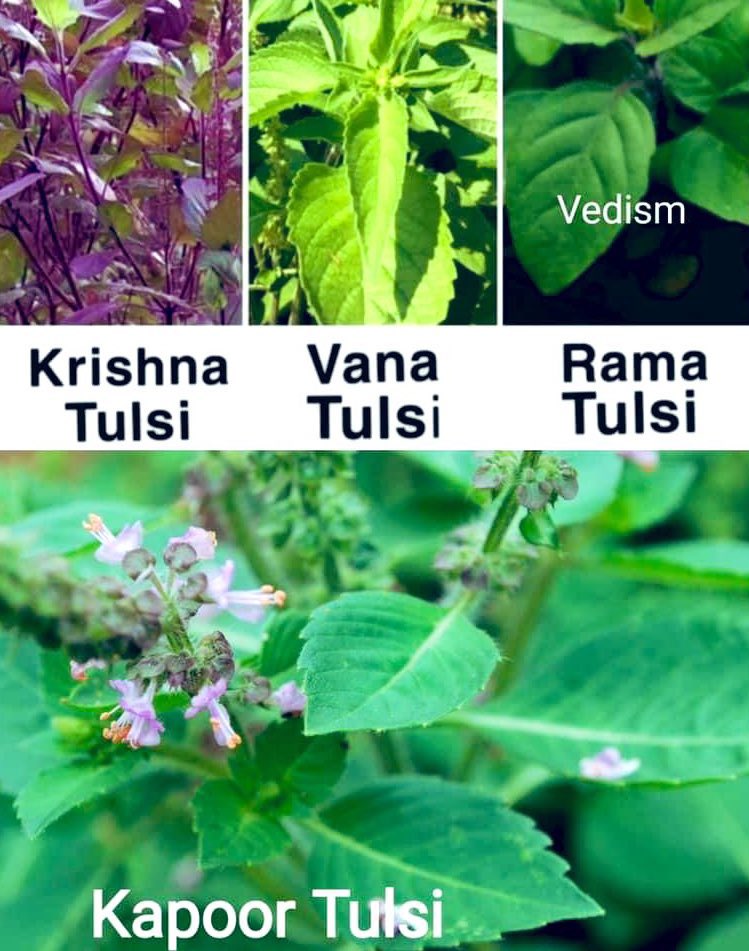 Priyamvada227s's tweet photo. Do you know there are 4 types of Tulsi in India and its Benefits?

Every Hindu Household has a Tulsi Plant. https://t.co/98dl4DxvE0