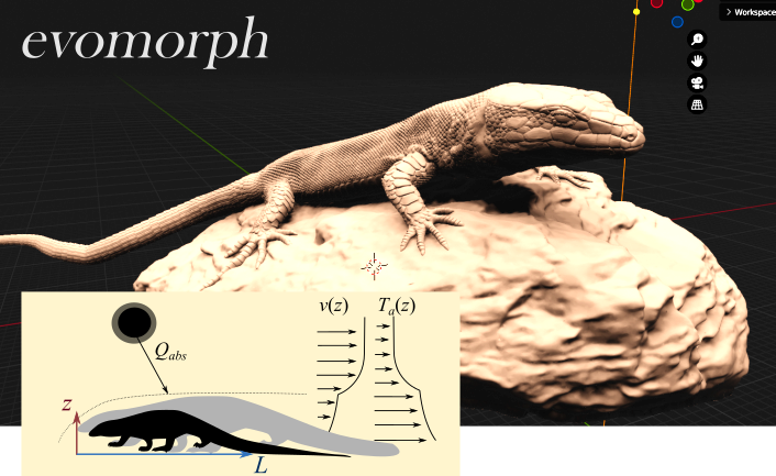 JGRubalcaba (@jgrubalcaba.bsky.social) (@jgrubalcaba) on Twitter photo Proyect #evomorph has been funded by <a href="/AgEInves/">Agencia Estatal de Investigación</a>! we will investigate how climate modulates the evolution of body size and shape in lizards using biophysical models, 3D reconstructions and heat-transfer experiments. Stay tuned! :) 🦎🦎🦎 Proyect #evomorph has been funded by <a href="/AgEInves/">Agencia Estatal de Investigación</a>! we will investigate how climate modulates the evolution of body size and shape in lizards using biophysical models, 3D reconstructions and heat-transfer experiments. Stay tuned! :) 🦎🦎🦎