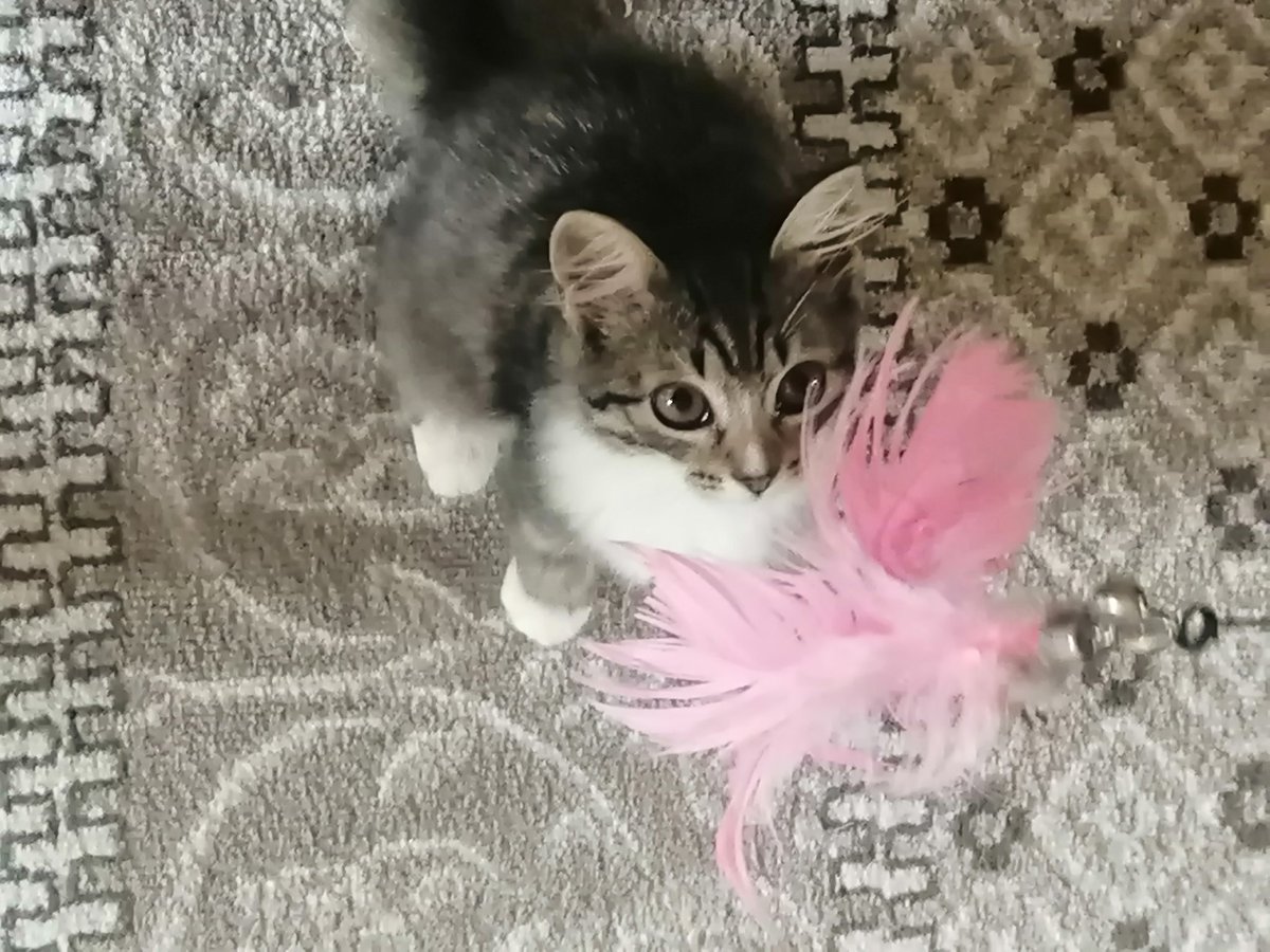 Jelca_fm's tweet image. Томск
Очень ласковая и игривая малышка ищет дом. Не кошка, а подарок. Около 2 мес, вырастет красивой пушистой дамой. Уже понимает и лоток, и когтеточку.

Отдаётся с условием обязательной вакцинации, стерилизации (все расскажу), без самовыгула.

+79138179771 Лина
#томск #ищудом