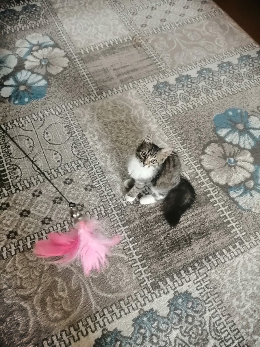 Jelca_fm's tweet image. Томск
Очень ласковая и игривая малышка ищет дом. Не кошка, а подарок. Около 2 мес, вырастет красивой пушистой дамой. Уже понимает и лоток, и когтеточку.

Отдаётся с условием обязательной вакцинации, стерилизации (все расскажу), без самовыгула.

+79138179771 Лина
#томск #ищудом