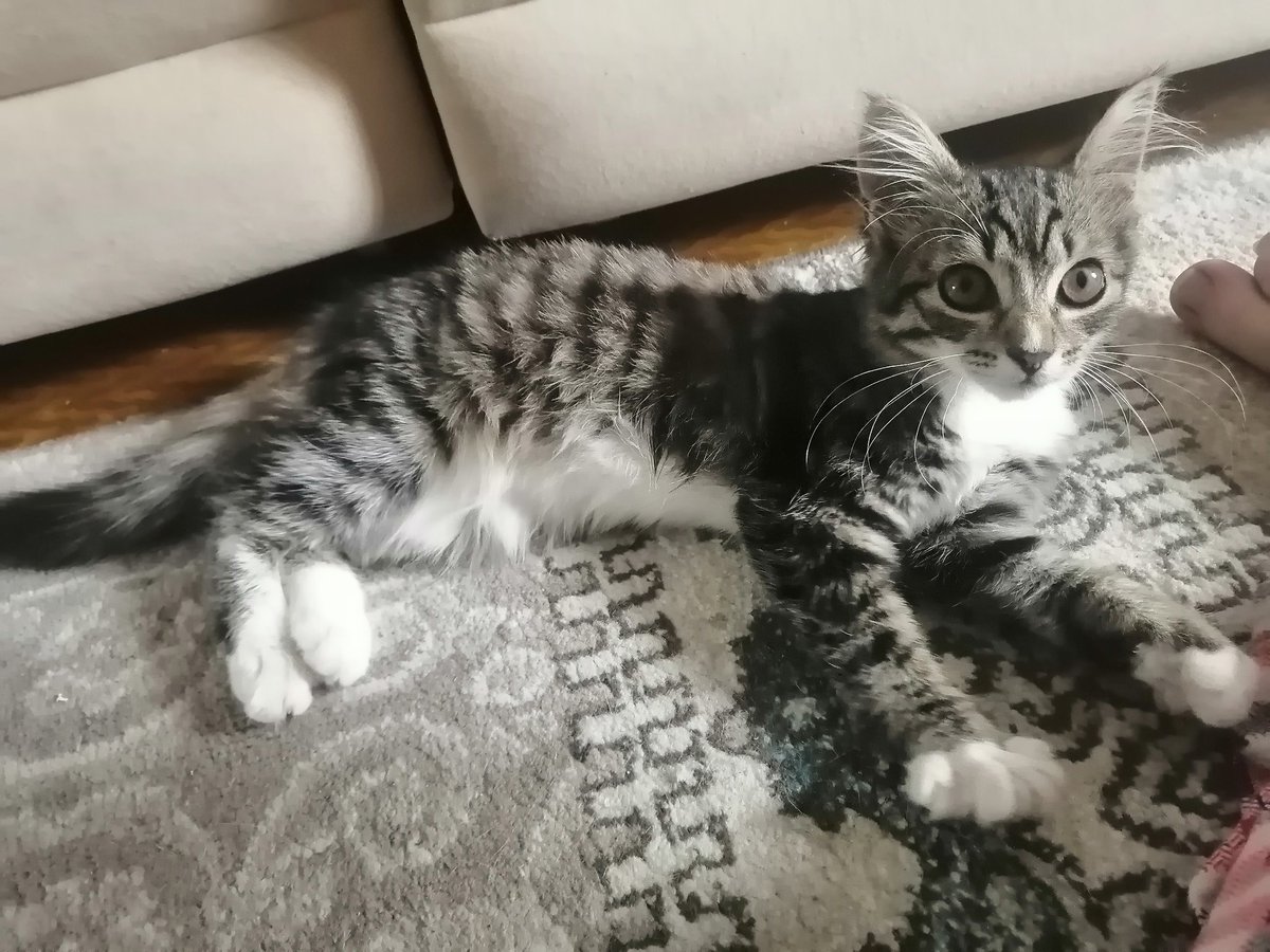 Jelca_fm's tweet image. Томск
Очень ласковая и игривая малышка ищет дом. Не кошка, а подарок. Около 2 мес, вырастет красивой пушистой дамой. Уже понимает и лоток, и когтеточку.

Отдаётся с условием обязательной вакцинации, стерилизации (все расскажу), без самовыгула.

+79138179771 Лина
#томск #ищудом