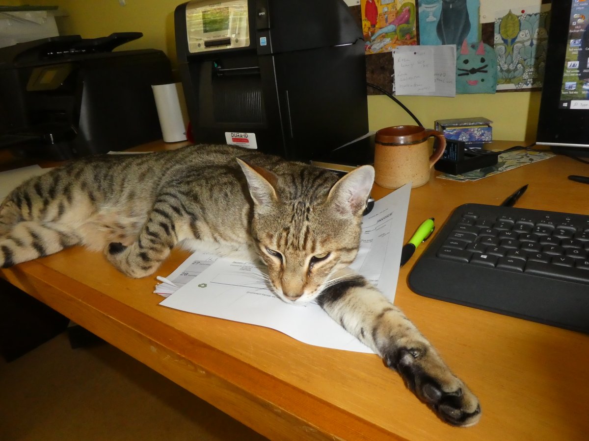 SLGardens's tweet image. Trying to catch up in the office between desperate bouts of watering, not sure I will achieve much
#Cats #Donald #OfficeWork #PlantNursery #CatchUp #Yorkshire